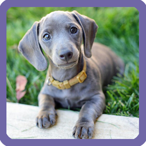 Cute Dog Sliding Puzzle.apk 1.0.1