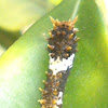 Lime Butterfly Caterpillar (3rd Instar)