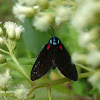 Forester moth