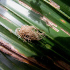 Palmetto Tortoise Beetle Frass