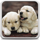 Herunterladen Puppies Live Wallpaper Installieren Sie Neueste APK Downloader