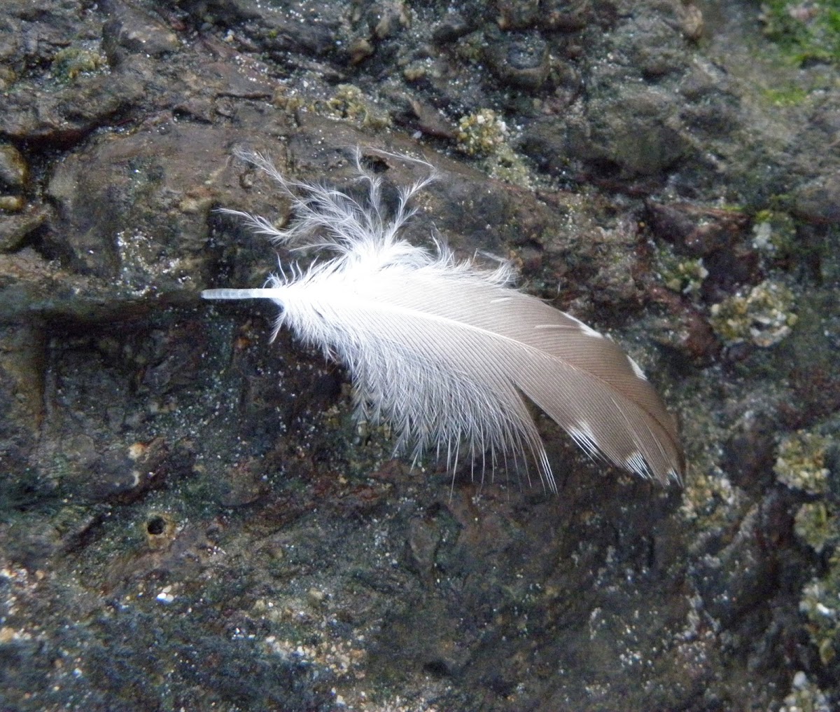 feather(spotted sandpiper?)