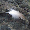 feather(spotted sandpiper?)