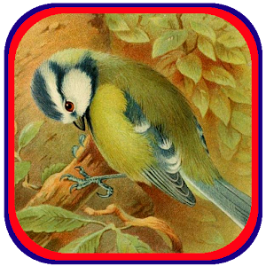 Quiz Bird: British Isles 2