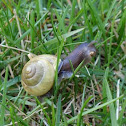 grove snail