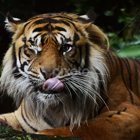 by Ewan Allardice - Animals Lions, Tigers & Big Cats