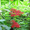 Coast Red Elderberry