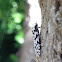 Lichen moth
