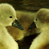 Greylag gosling chicks