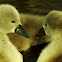 Greylag gosling chicks