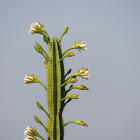 Peruvian apple cactus