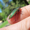 Green Metallic Beetle