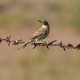 by Vishwas Watwe -  