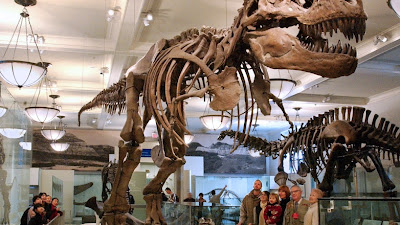 Do Museum Of Natural History In New York