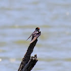 White-throated swallow