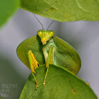 Peruvian Shield Mantis