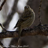 Corn Bunting; Triguero