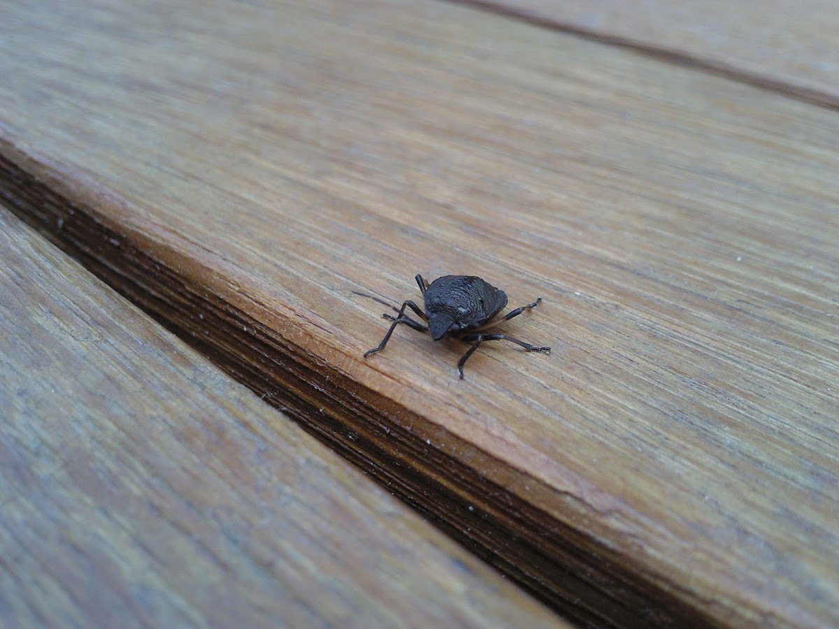 Brown Shield Bug