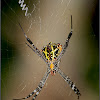 Signature spider