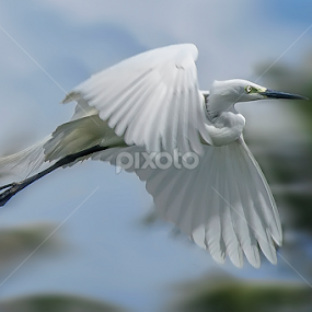 Bangau Puteh by Edwin Prajusa - Animals Birds