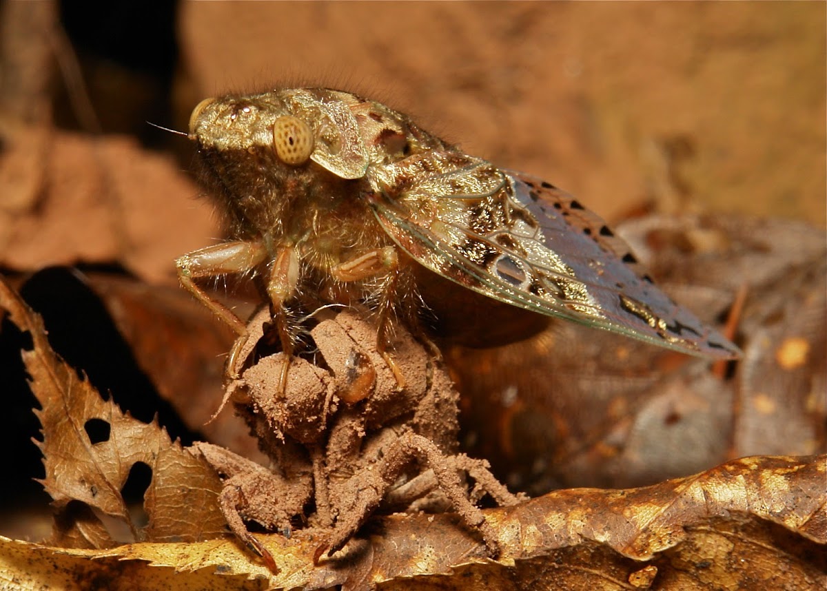 Newly Emerged Cicada