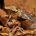 Newly Emerged Cicada