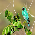 Saí-Andorinha (Swallow Tanager)