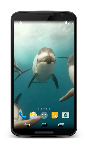 Dolphins Video Live Wallpaper