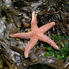 Atlantic common sea star