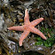 Atlantic common sea star