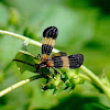 Banded Net-wing Beetle