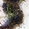 Seaweed 