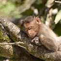 bonnet macaque