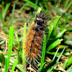 The Red hairy Caterpillar