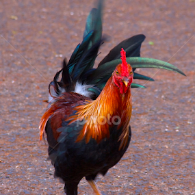 Kauai Rooster, on the move... by D. Bruce Gammie - Animals Birds