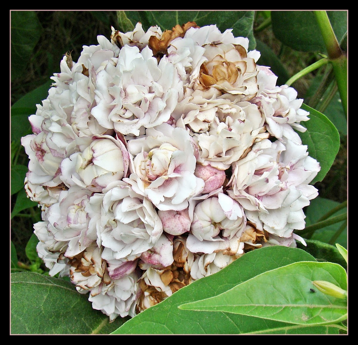 Rosette Clerodendrum