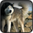 Husky Dog Wallpapers mobile app icon