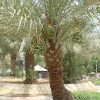 nakhla (date palm)
