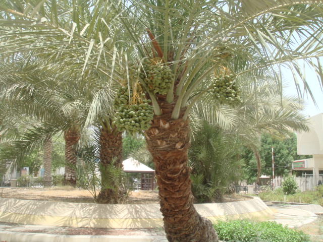 nakhla (date palm)