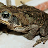 garden frog