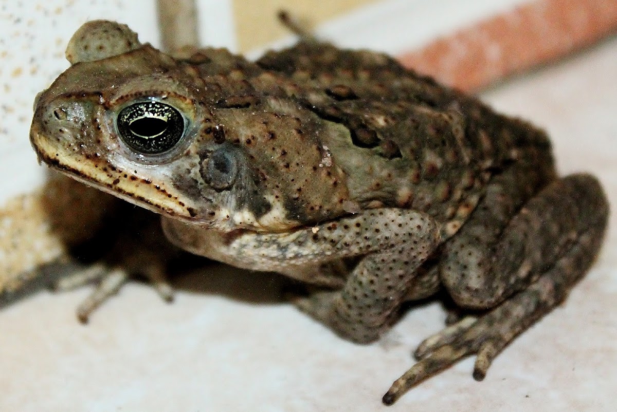 garden frog
