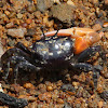 Orange-clawed Fiddler Crab