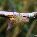 Thorn treehopper with eggs