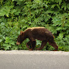 Grizzly bear (cub)