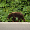 Grizzly bear (cub)