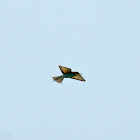 European Bee-Eater