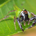 Northern Green Jumping Spider