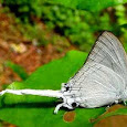ButterflyIndia