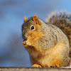 Fox Squirrel