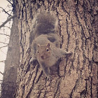 Gray squirrel